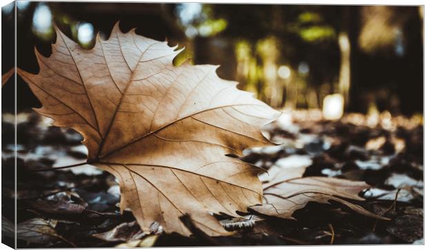 Dry leaf on the forest Canvas Print by Juan Ramón Ramos Rivero