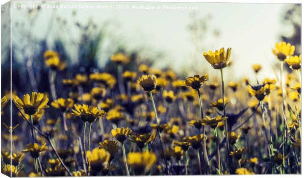 Field of daisies Canvas Print by Juan Ramón Ramos Rivero