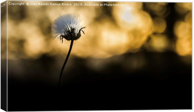 Dandelion comes out of the shadows Canvas Print by Juan Ramón Ramos Rivero