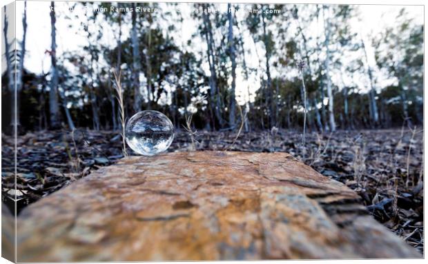 The forest in the crystal ball Canvas Print by Juan Ramón Ramos Rivero