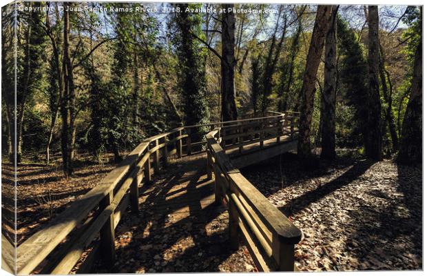 Wooden bridge in the forest Canvas Print by Juan Ramón Ramos Rivero