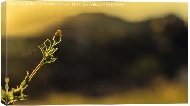 Silhouette of closed daisy at sunset Canvas Print by Juan Ramón Ramos Rivero