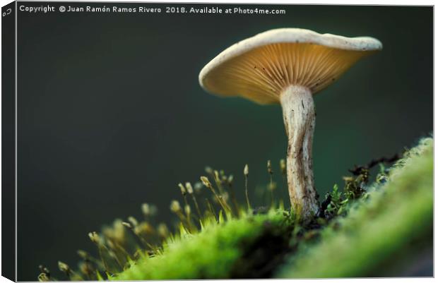 Small mushroom seen from below Canvas Print by Juan Ramón Ramos Rivero