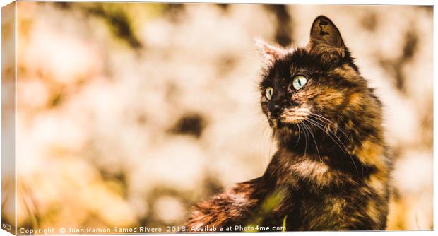 Nice green-eyed cats resting Canvas Print by Juan Ramón Ramos Rivero