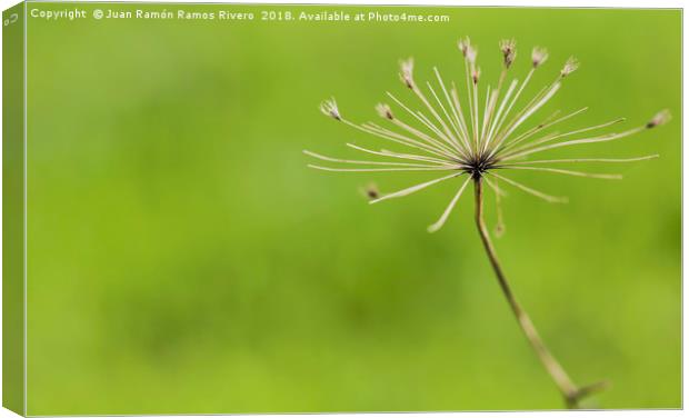 Heracleum mantegazzianum close up Canvas Print by Juan Ramón Ramos Rivero