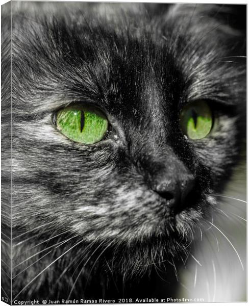 Close-up in black and white of a cat's face Canvas Print by Juan Ramón Ramos Rivero