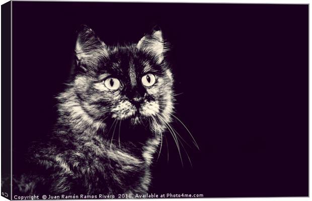 Image of very nice cat in black and white Canvas Print by Juan Ramón Ramos Rivero