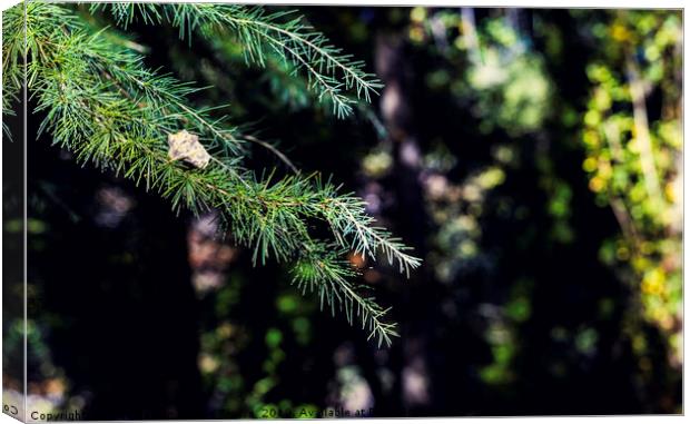 Branches of green conifers with dry leaf on it Canvas Print by Juan Ramón Ramos Rivero