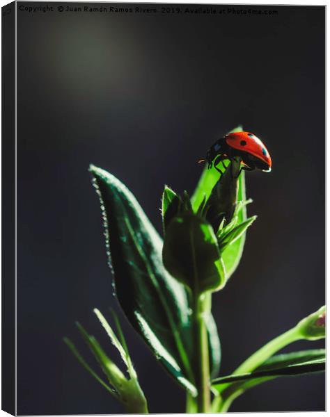 Ladybird on a sunny green with dark background Canvas Print by Juan Ramón Ramos Rivero