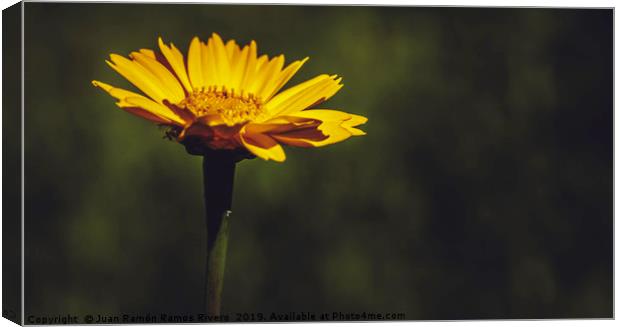 Macro close-up of a yellow daisy flower Canvas Print by Juan Ramón Ramos Rivero
