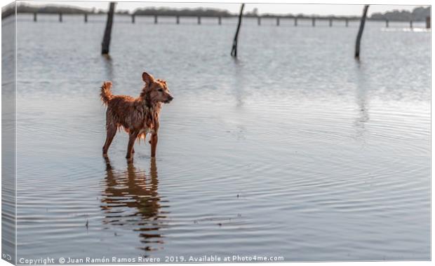 Small dog standing on water Canvas Print by Juan Ramón Ramos Rivero