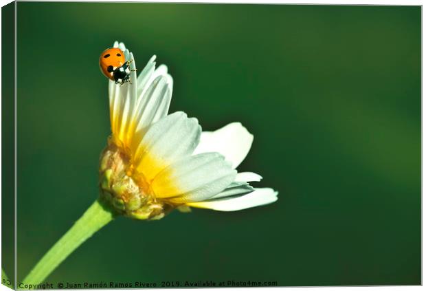 Ladybird on daisy, chamomile isolated on green Canvas Print by Juan Ramón Ramos Rivero