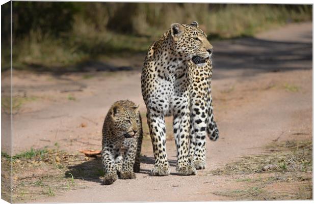 Leopard and cub Canvas Print by Villiers Steyn