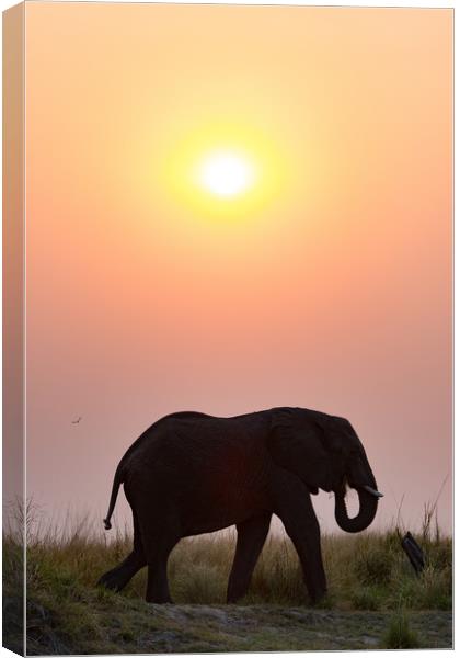 Sunset elephant Canvas Print by Villiers Steyn