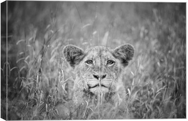 Cheeky lion cub Canvas Print by Villiers Steyn