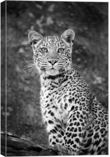 Leopard beauty Canvas Print by Villiers Steyn