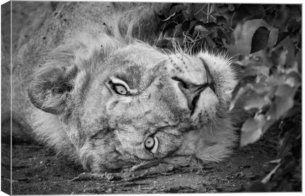 Hunter's glare Canvas Print by Villiers Steyn