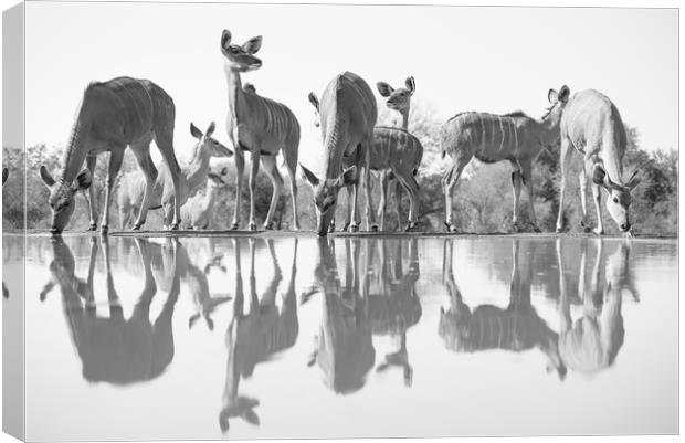 Kudu reflections Canvas Print by Villiers Steyn