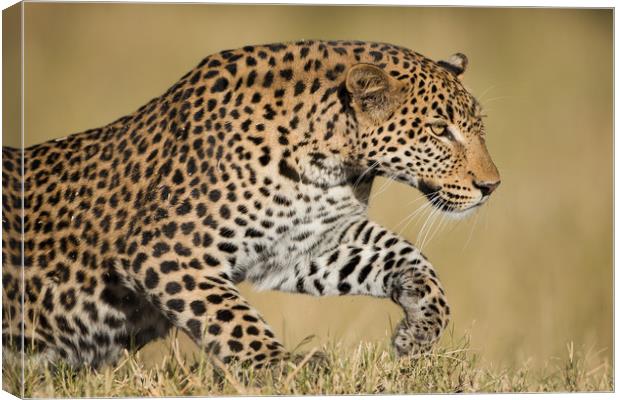 Leaping leopard Canvas Print by Villiers Steyn