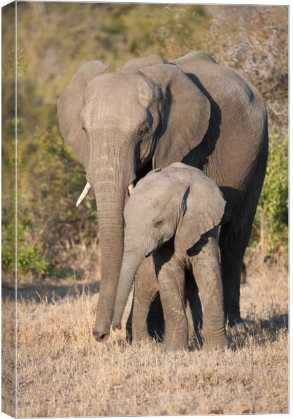 Mother & calf Canvas Print by Villiers Steyn