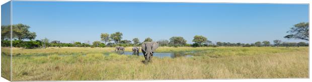Okavango elephants Canvas Print by Villiers Steyn