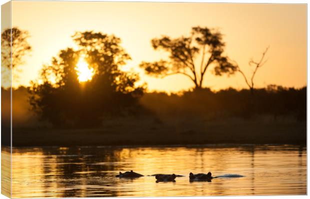 Hippos at sunset Canvas Print by Villiers Steyn