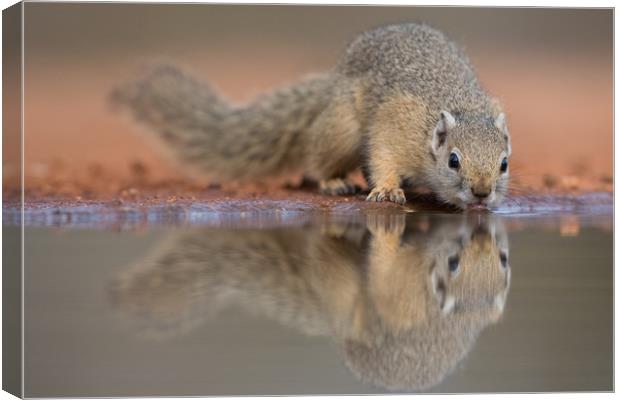 Squirrel mirror Canvas Print by Villiers Steyn