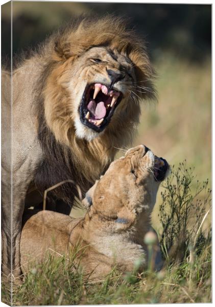 Lovers' quarrel Canvas Print by Villiers Steyn