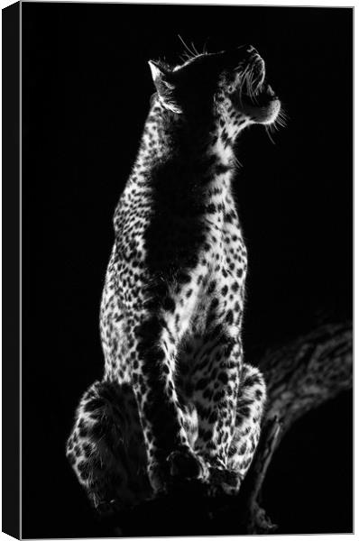 Studio leopard Canvas Print by Villiers Steyn