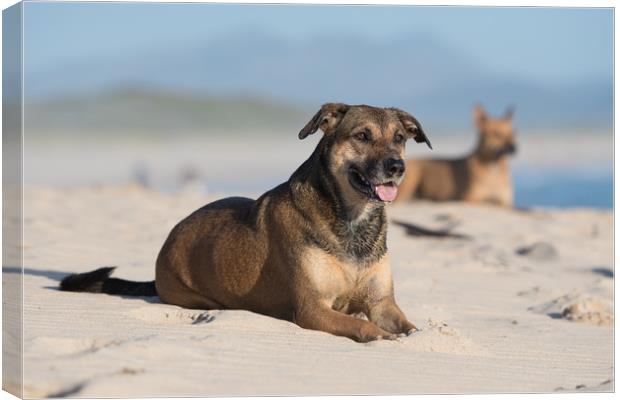 Dogs in the sand Canvas Print by Villiers Steyn