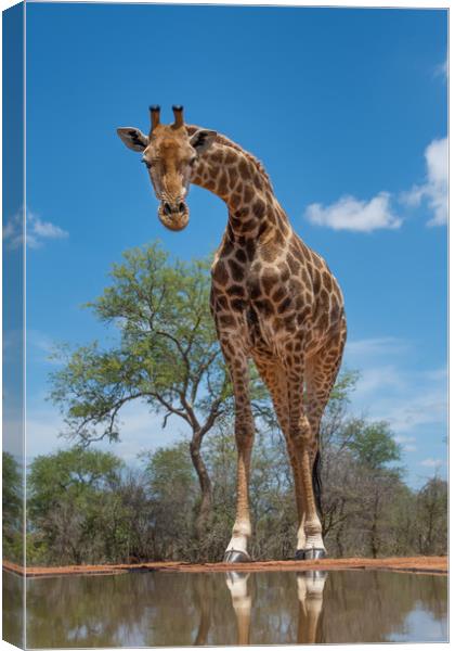 Curious giraffe Canvas Print by Villiers Steyn