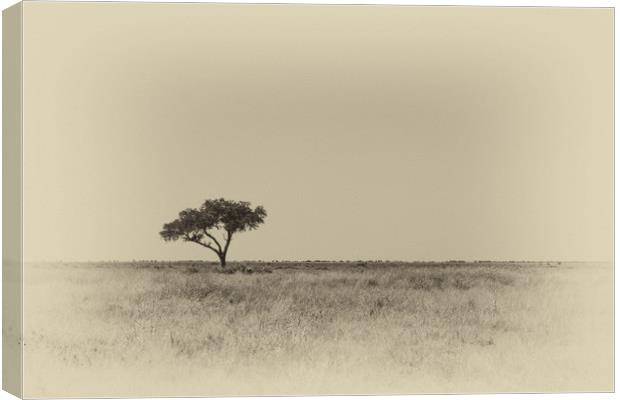 Isolated tree Canvas Print by Genevieve HUI BON HOA