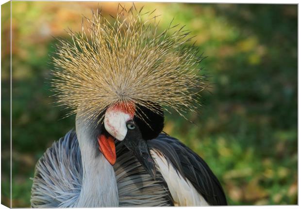 Declining specie: the grey crowned crane Canvas Print by Genevieve HUI BON HOA