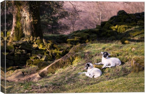 Lambs at Rest Canvas Print by David Semmens