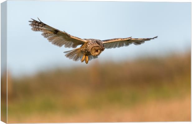 Hunting Long Eared Owl Canvas Print by David Semmens