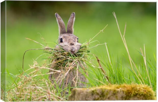 Hungry Rabbit Canvas Print by David Semmens