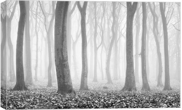 Alone in the Woods Canvas Print by David Semmens