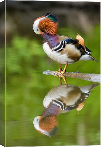 Mandarin Reflections Canvas Print by David Semmens