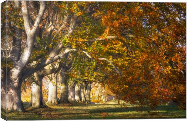 Autumnal Beech Trees Canvas Print by David Semmens