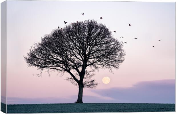 Moonrise Canvas Print by David Semmens