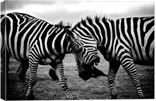 Zebras Playing Canvas Print by Travelling Photographer