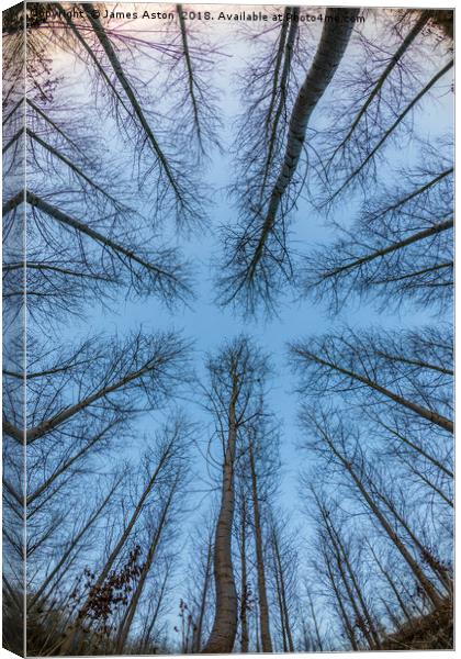 Looking through the trees Canvas Print by James Aston