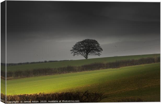 The Lone Tree of the Wolds  Canvas Print by James Aston