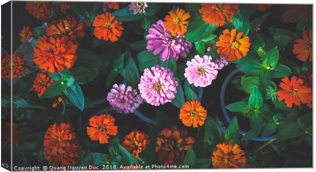 Colorful Daisy Canvas Print by Quang Nguyen Duc