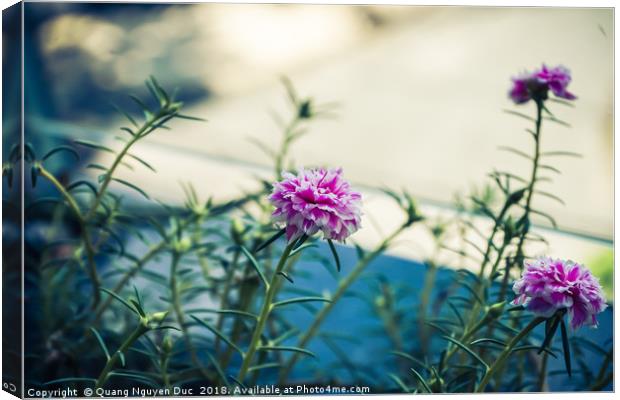 Pink Japanese Rose flower (Portulaca grandiflora c Canvas Print by Quang Nguyen Duc