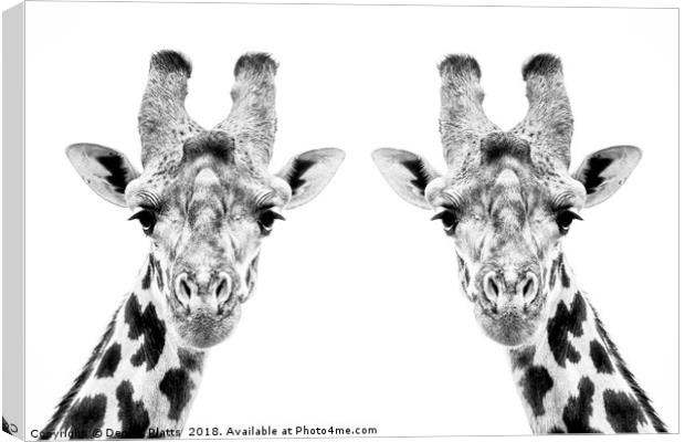Giraffe Twins Canvas Print by Dennis Platts