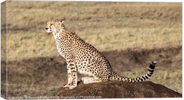 Cheetah Lookout Canvas Print by Dennis Platts
