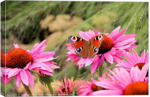 Peacock Butterfly Canvas Print by Stephen Perry