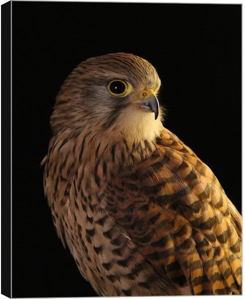 Kestrel Portrait Canvas Print by Trevor Coates