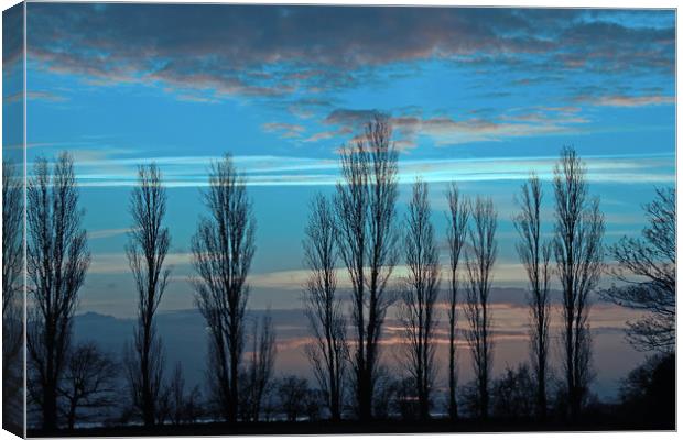 Row of trees silhouetted at sunset Canvas Print by Trevor Coates